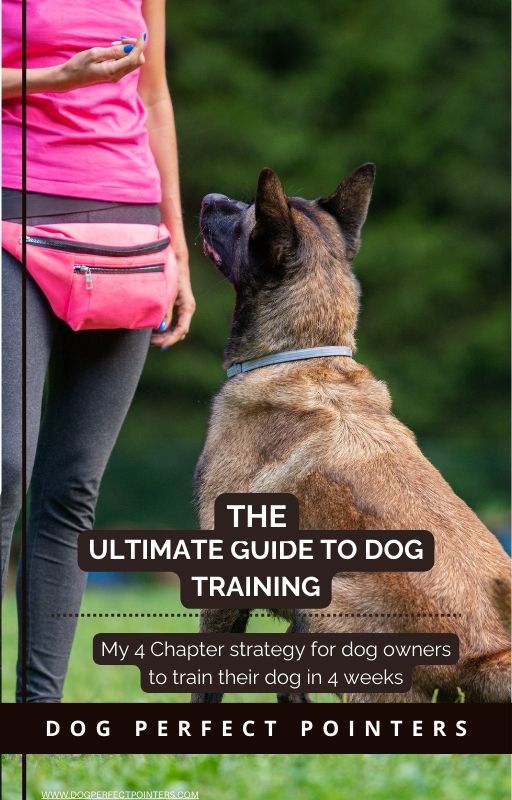 training dog