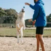 Dog fetch