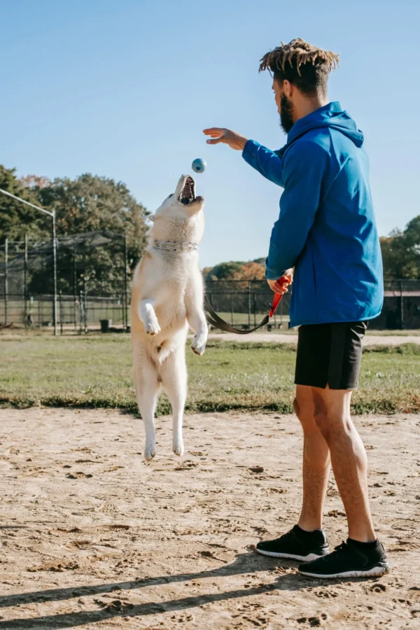 Dog fetch